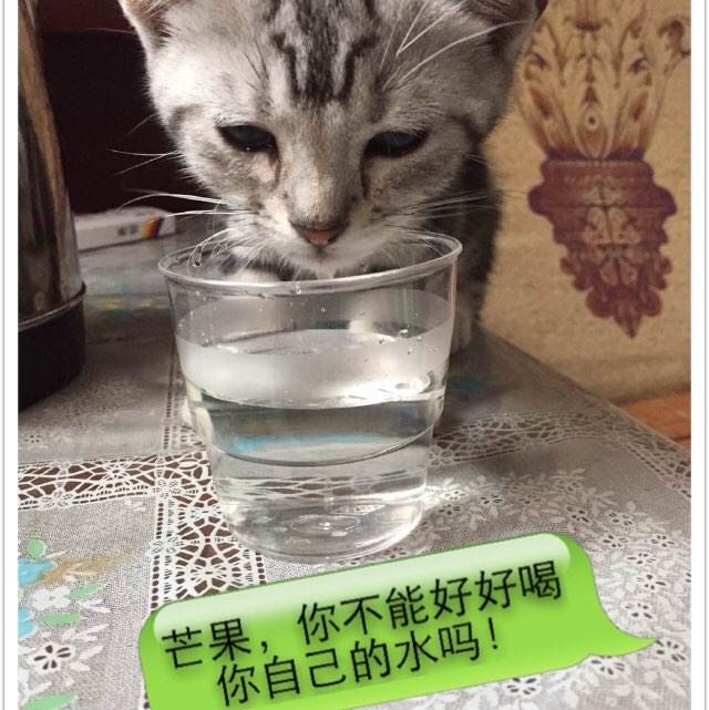 蒙大拿州出生证明作假